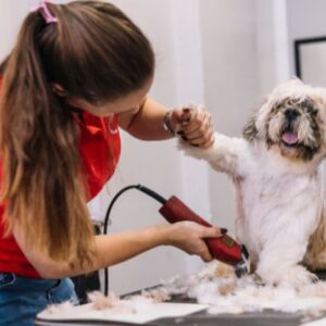 Dog Grooming Diploma