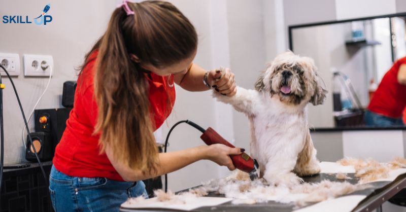 Dog Grooming Diploma