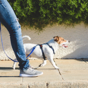 Running A Dog Training Business