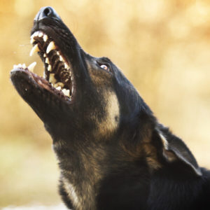 Stop Dog Barking - Easy Dog Training Methods