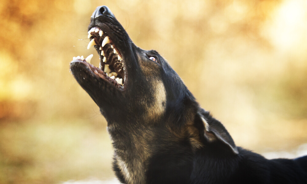 Stop Dog Barking - Easy Dog Training Methods