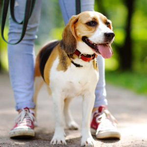 Leash Training - Simple Dog Training Methods