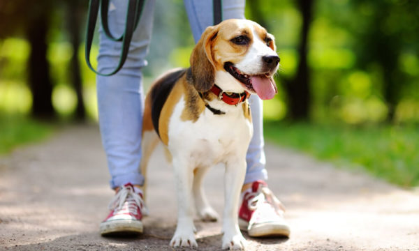 Leash Training - Simple Dog Training Methods