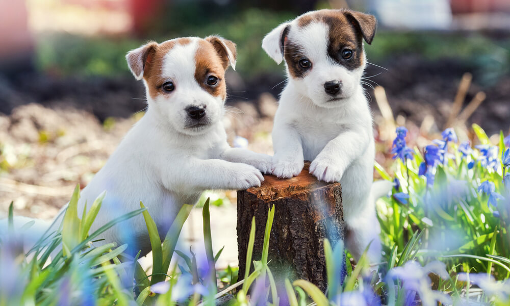 Puppies - A-Z Guide To Puppy & Dog Training