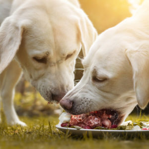 BARF - Feed Your Dog A Raw Diet