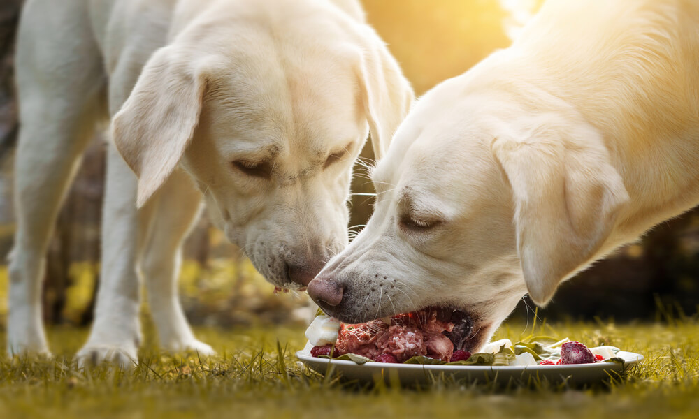 BARF - Feed Your Dog A Raw Diet