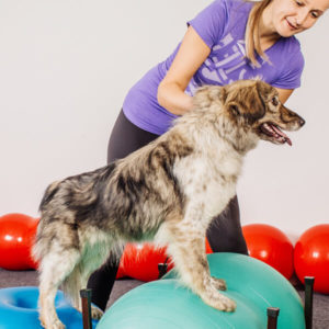 Become A Dog Trainer - Dog Training Career