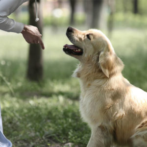 Professional Dog Trainer