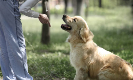 Professional Dog Trainer