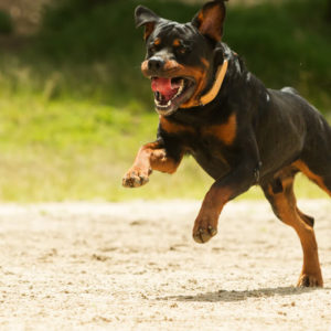 Dog Training - Stop Dog Attacks