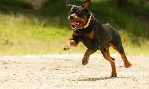 Dog Training - Stop Dog Attacks