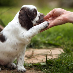 Puppy & Dog Training Professional Course