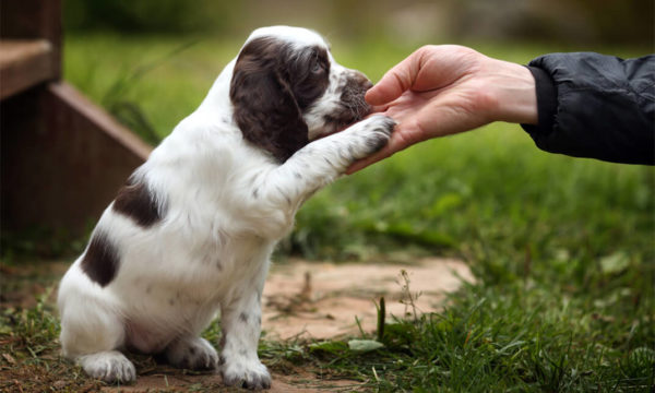 Puppy & Dog Training Professional Course