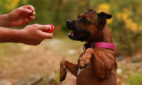 Dog Training Course - Level 3