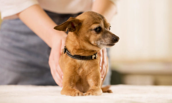 Animal Care: Animal Healing & Communication Diploma