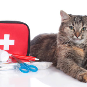 Pet First Aid Level 3