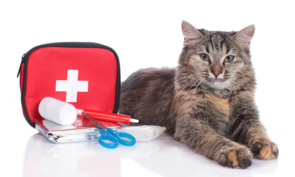 Pet First Aid Level 3