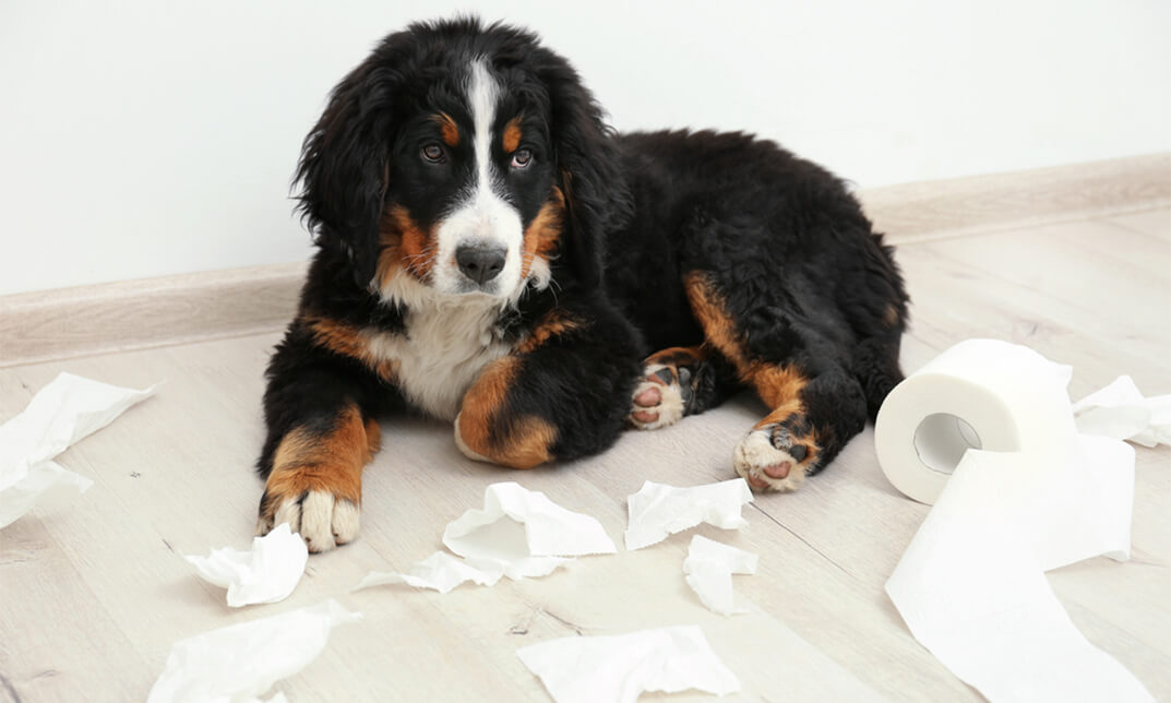 Canine Behaviour Training