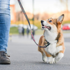 Dog Walking Business Startup: Launch Your Own Canine Company