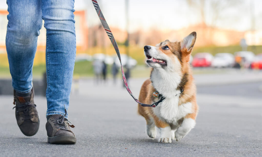 Dog Walking Business Startup: Launch Your Own Canine Company