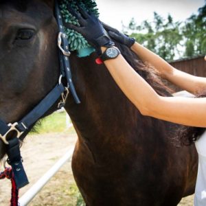 Horse Care: Nursing, Stable and Manure Management