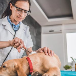Animal First Aid Course (Advanced)