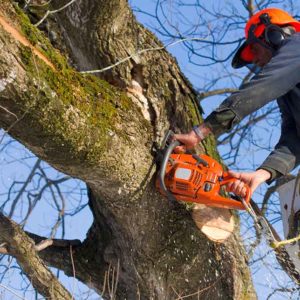 Arboriculture Training