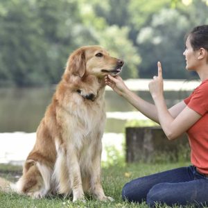 Professional Pet Sitting Business Course