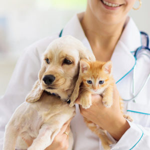 Zoology & Animal Health Care Course Online