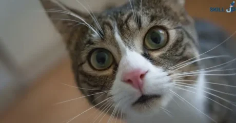 Cattery Planning and Management