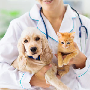 Diploma in Veterinary Nursing