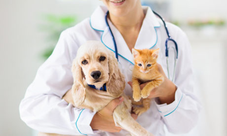 Diploma in Veterinary Nursing