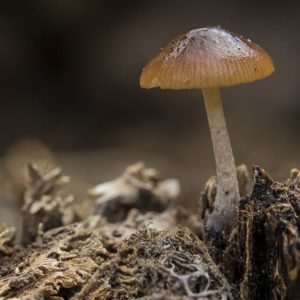 Mushroom Growing Training