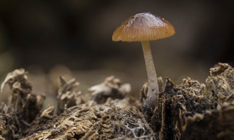 Mushroom Growing Training