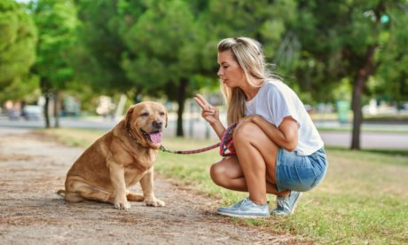 Canine Communication