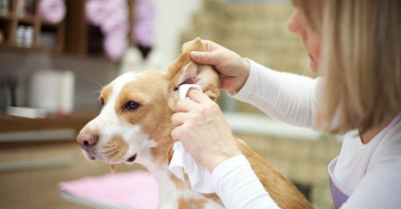 Dog Cleaning