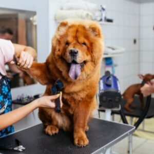 Setting Up Your Dog Grooming Business