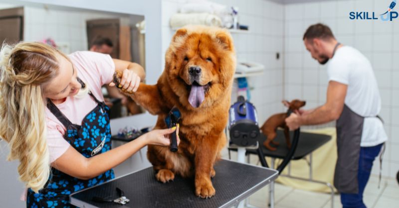Setting Up Your Dog Grooming Business
