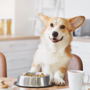 Dog Nutrition