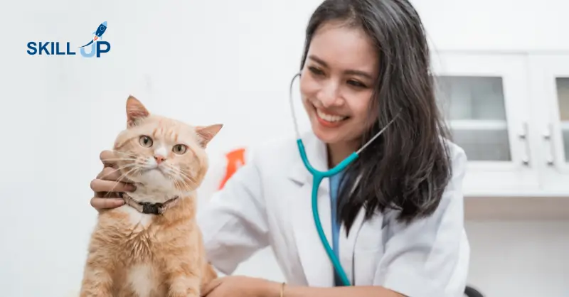 Cat Care Training Online UK